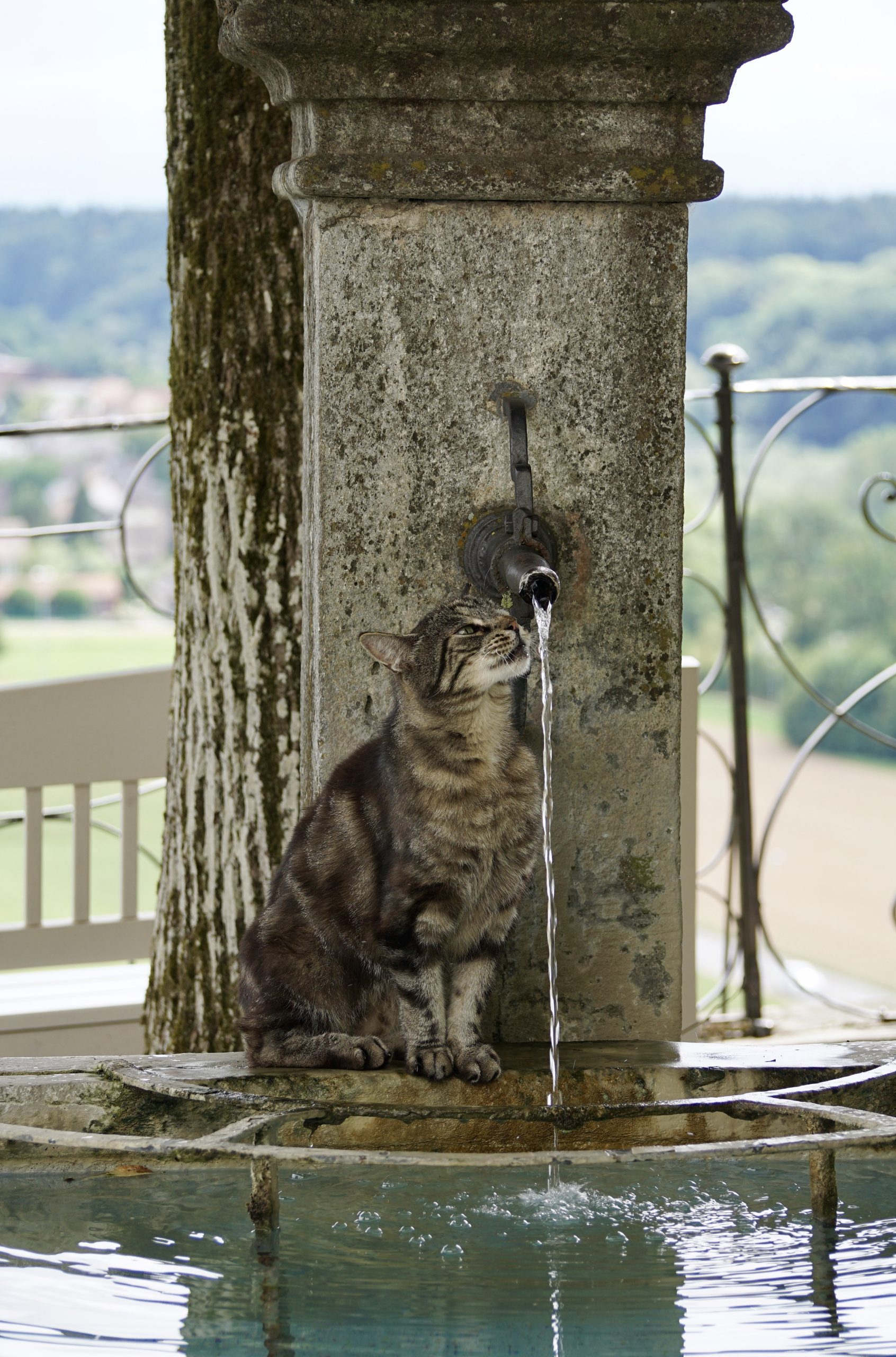 Katze trinkt zu wenig – Ursachen und Lösungen