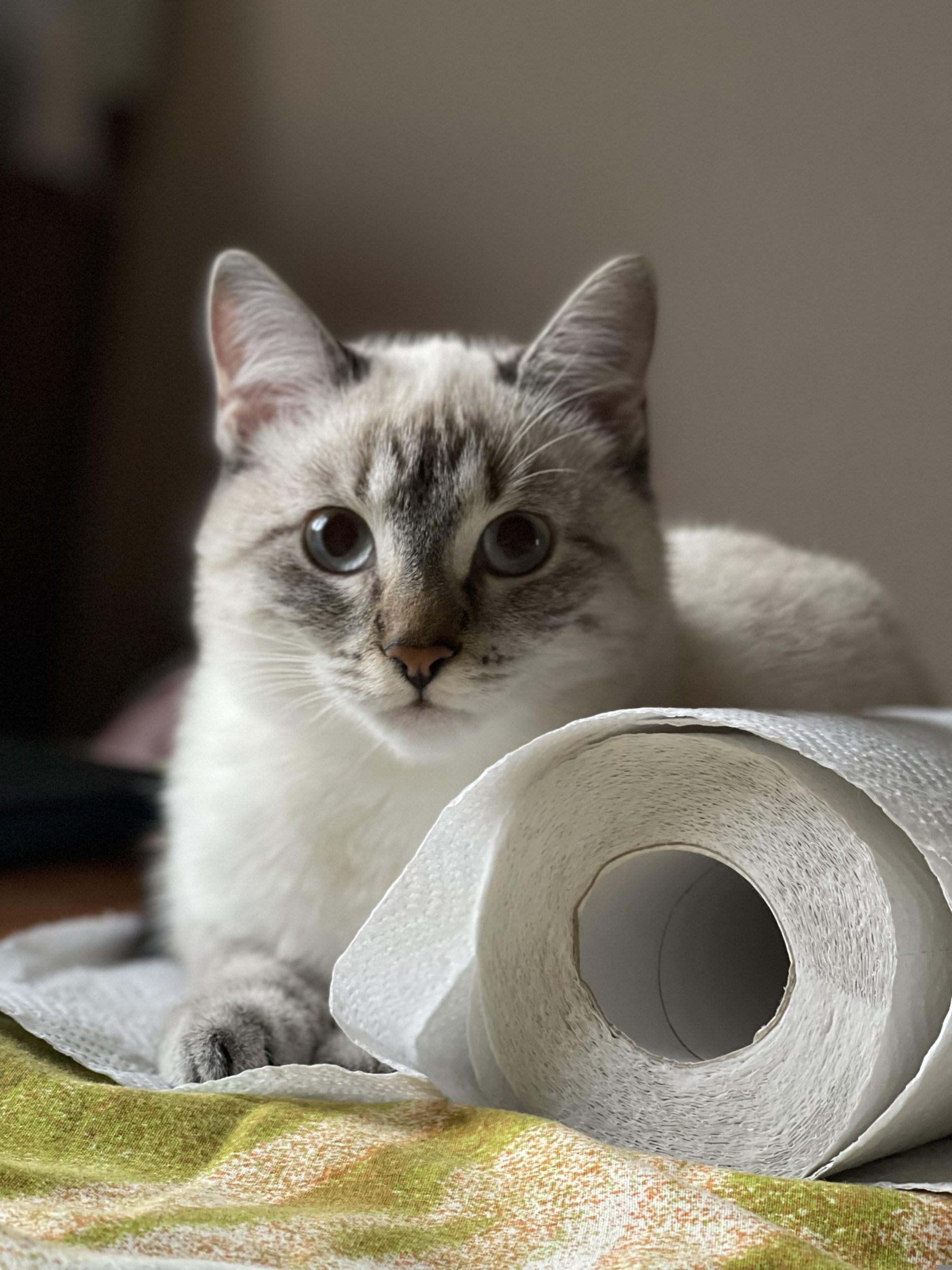 Selbstreinigende Katzentoilette – sinnvoll oder nicht?