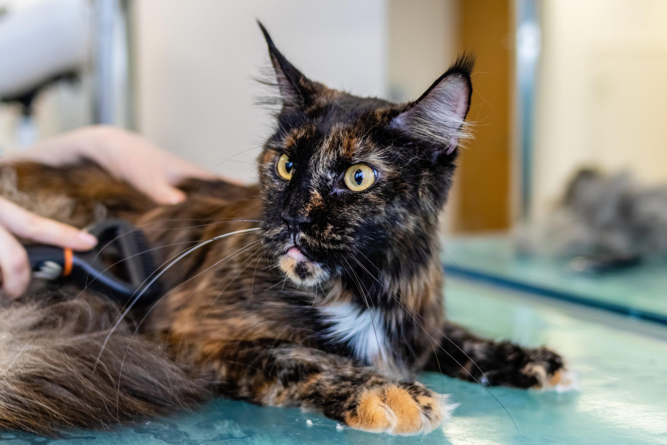 Katze haart stark – Ursachen und Tipps gegen Katzenhaare