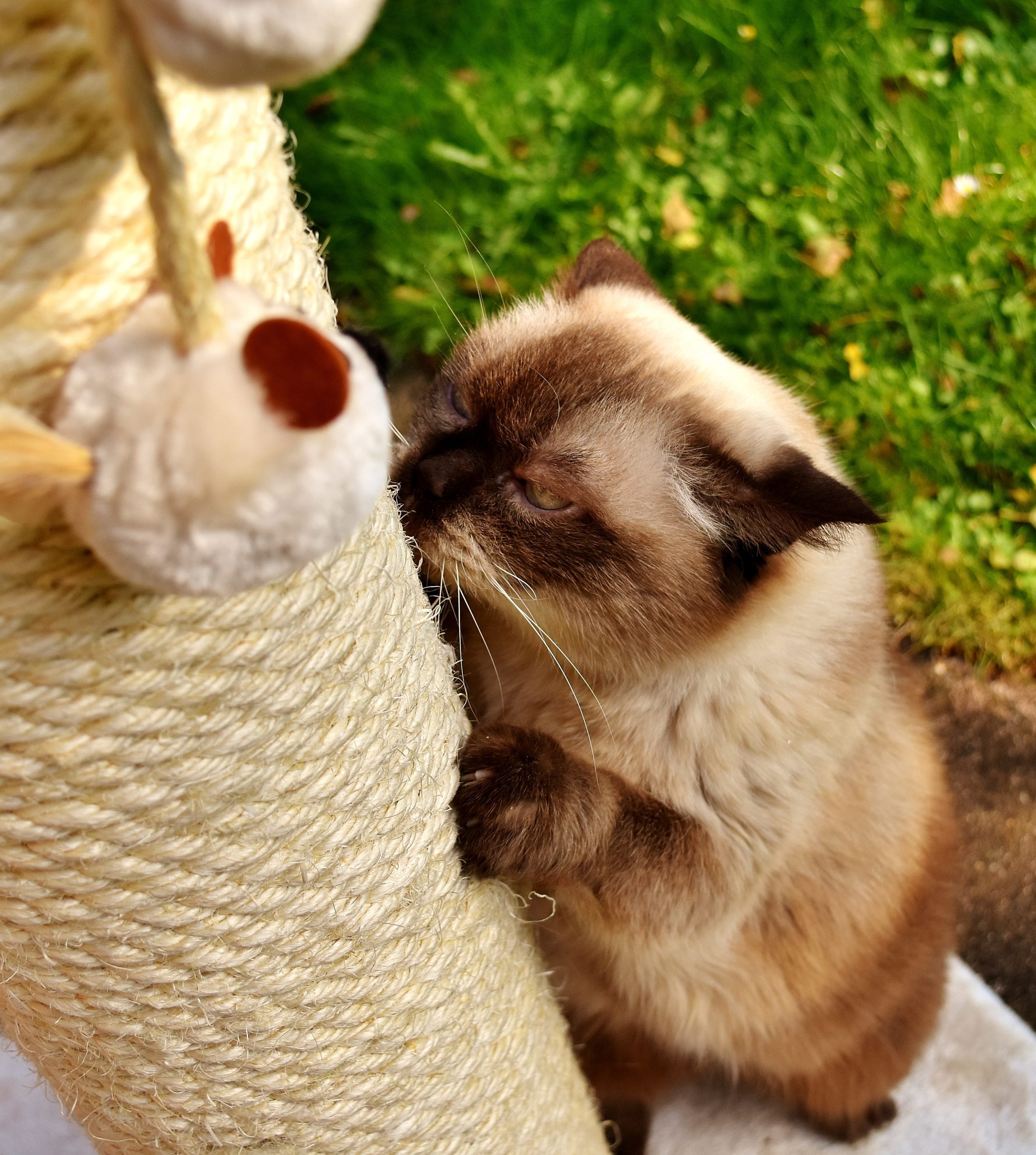 Katze kratzt Möbel – Ursachen und Lösungen