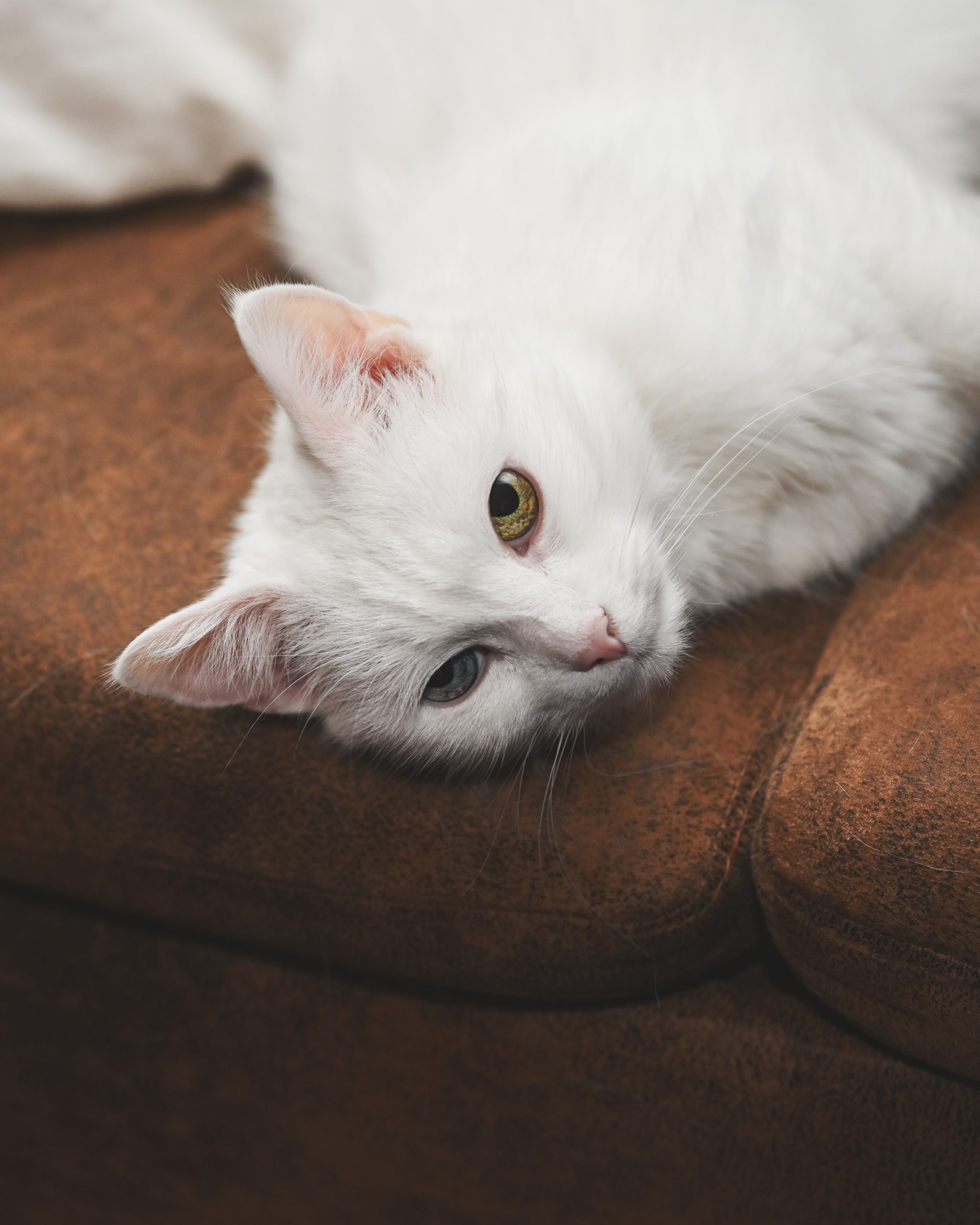 Wohnung katzensicher machen – wichtige Tipps