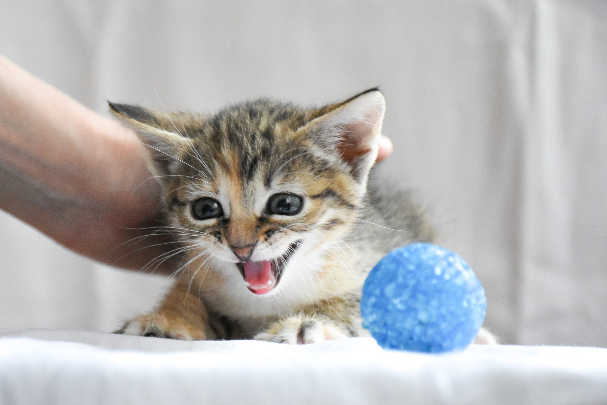 Katze alleine zuhause beschäftigen – 10 Ideen