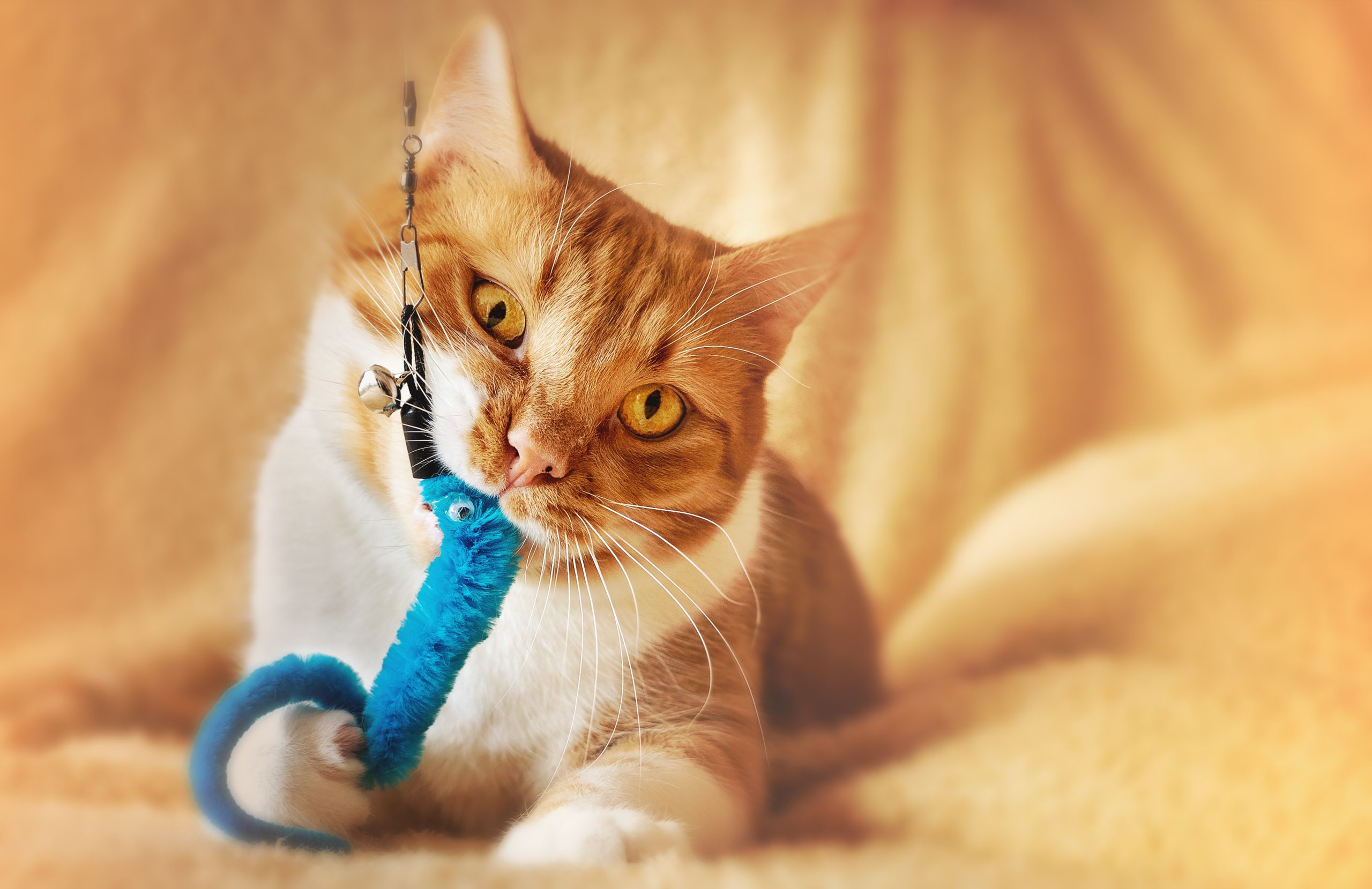 Bestes Katzenspielzeug gegen Langeweile