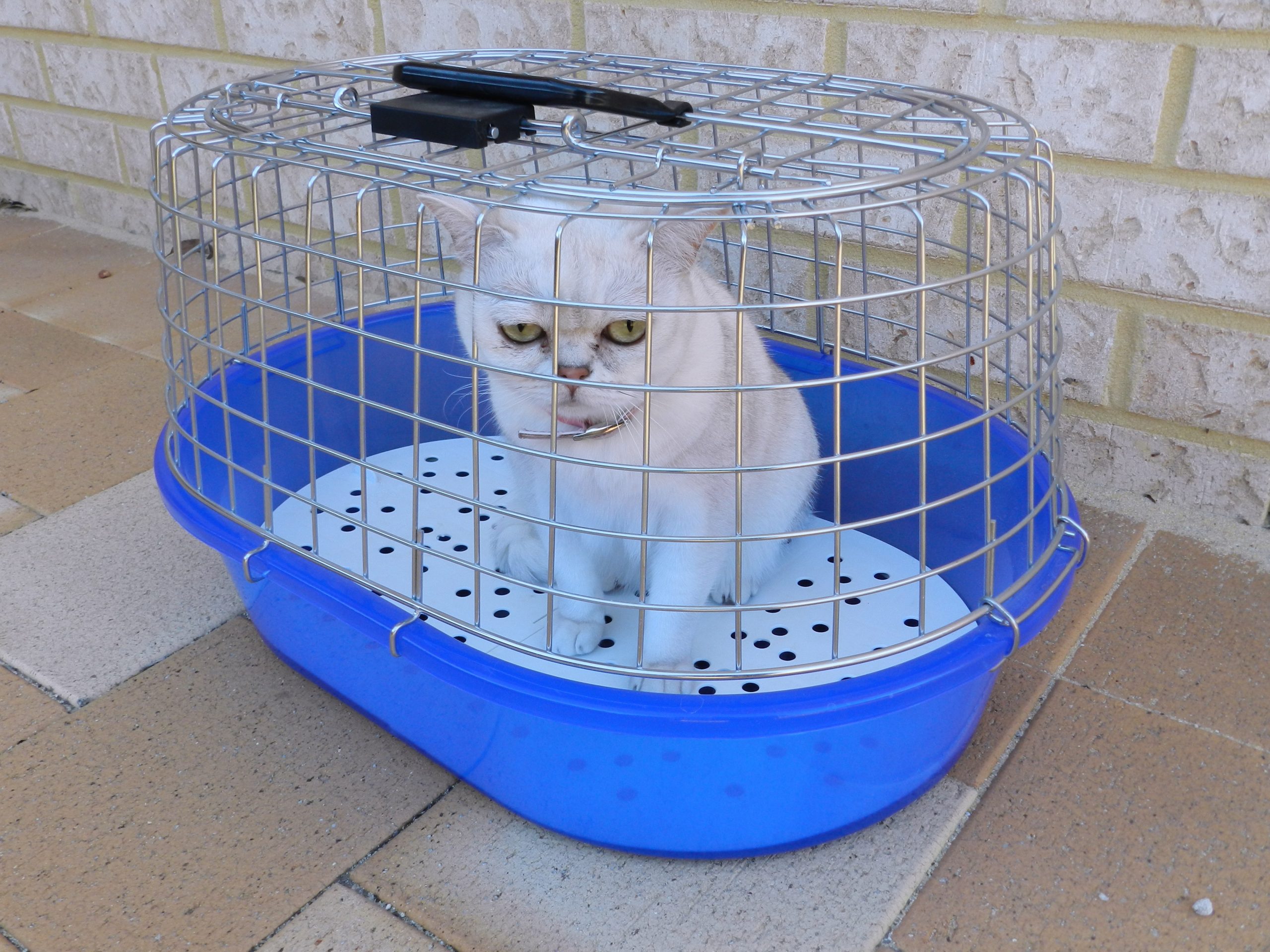 Beste Transportbox für Katzen – worauf sollte man achten?
