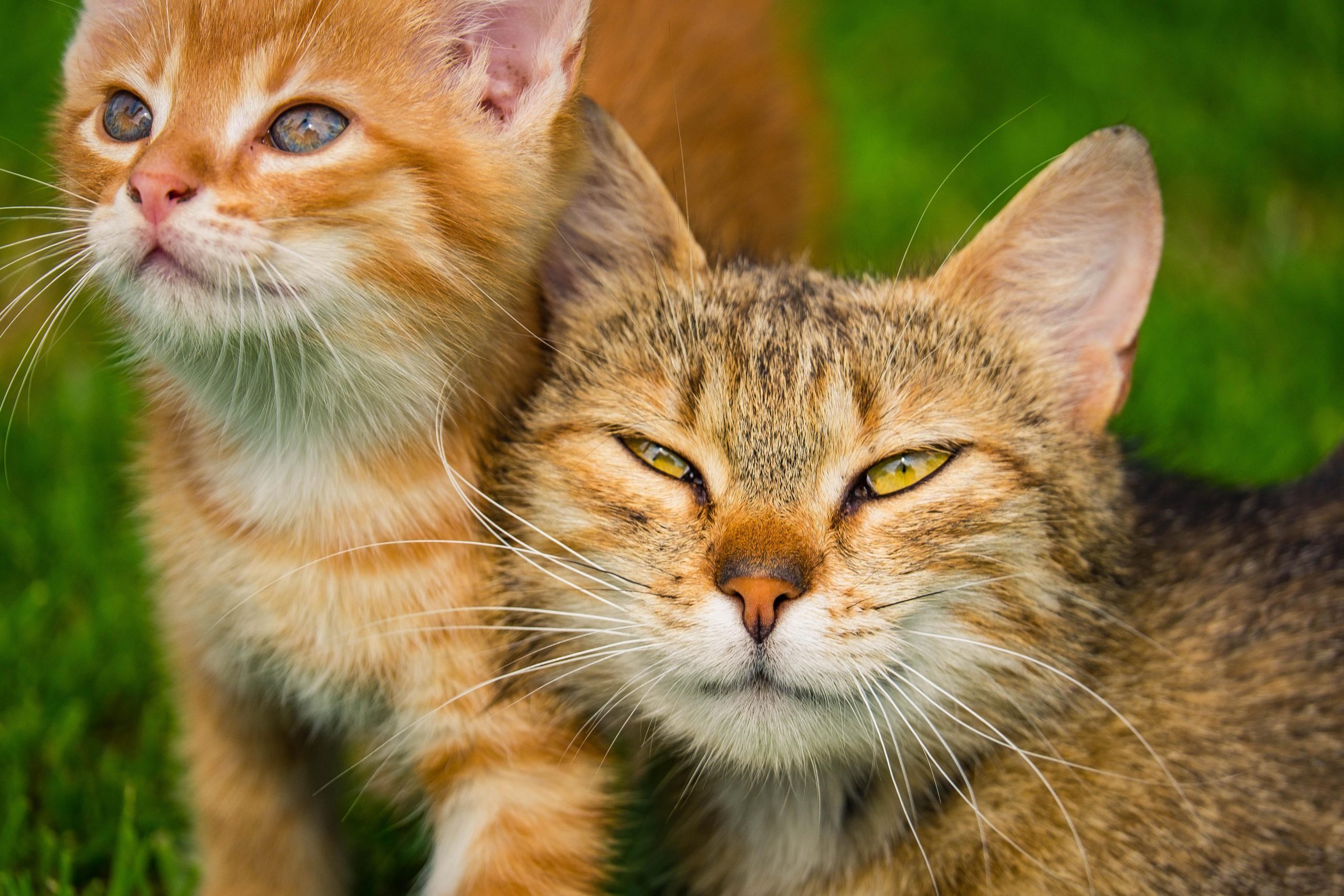 Katze versteht sich nicht mit anderer Katze – Ursachen und Lösungen
