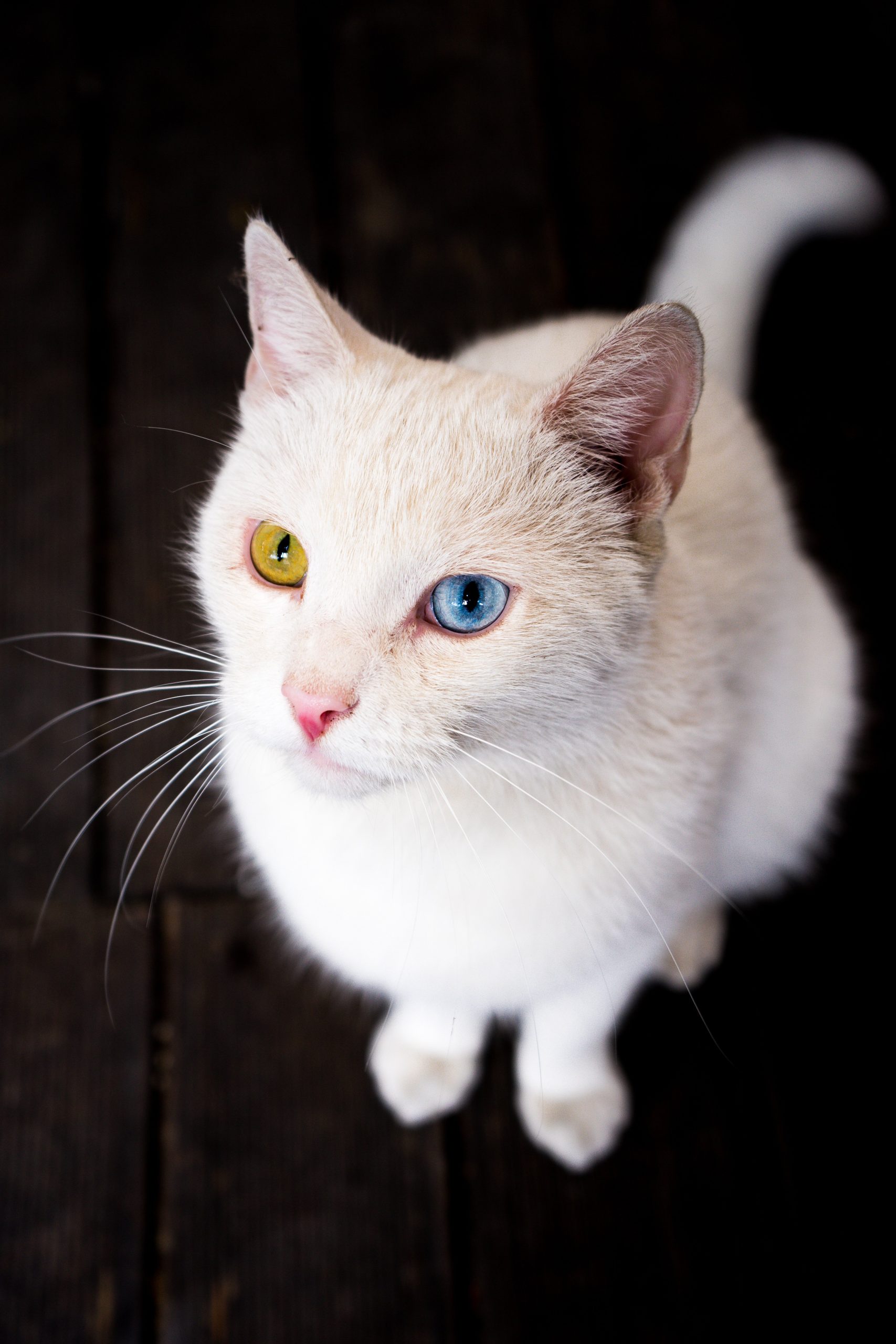 Katze pinkelt in die Wohnung – Ursachen und Lösungen