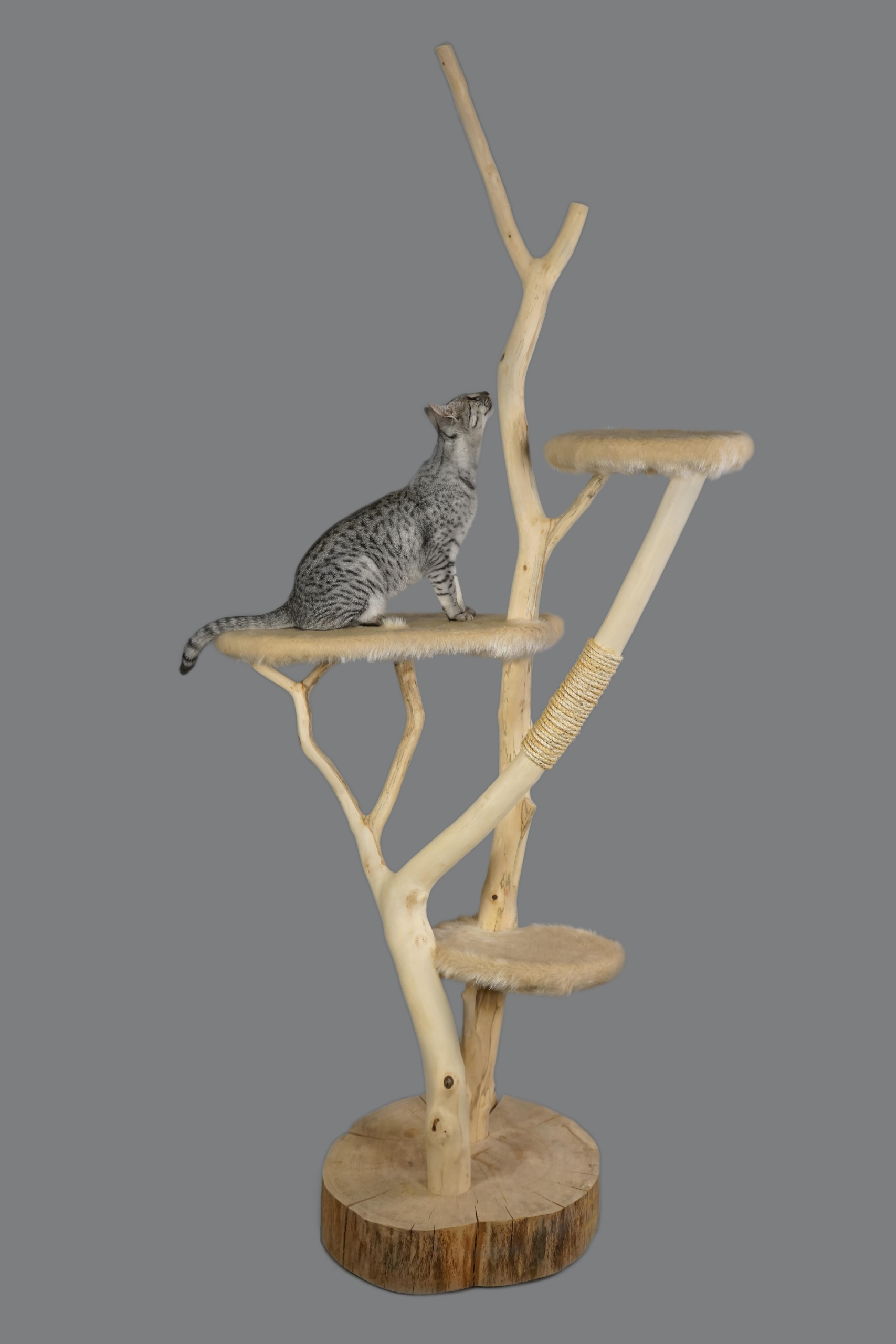 Bester Kratzbaum für kleine Wohnungen