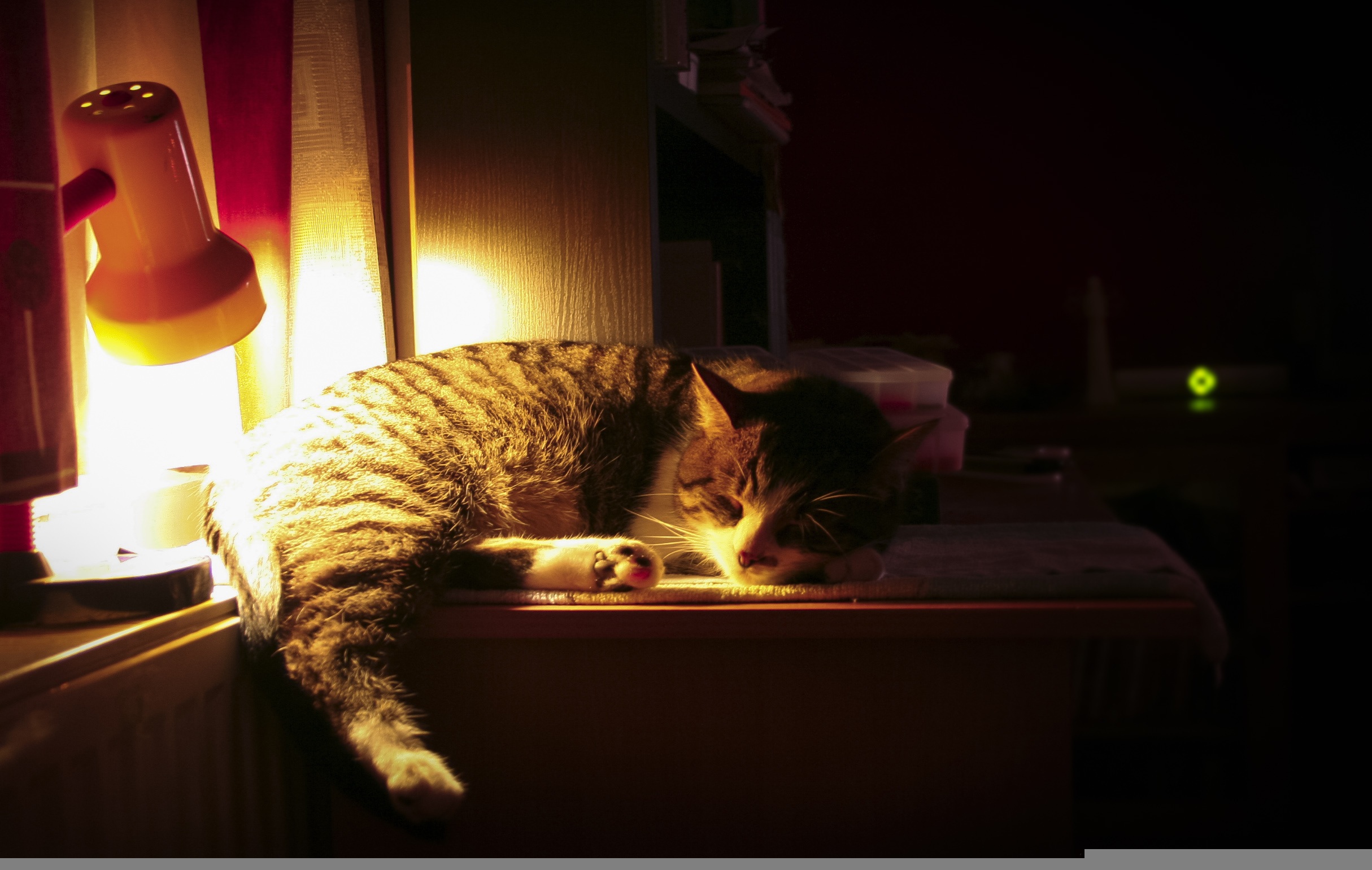 Katze nachts aktiv – Ursachen und Lösungen