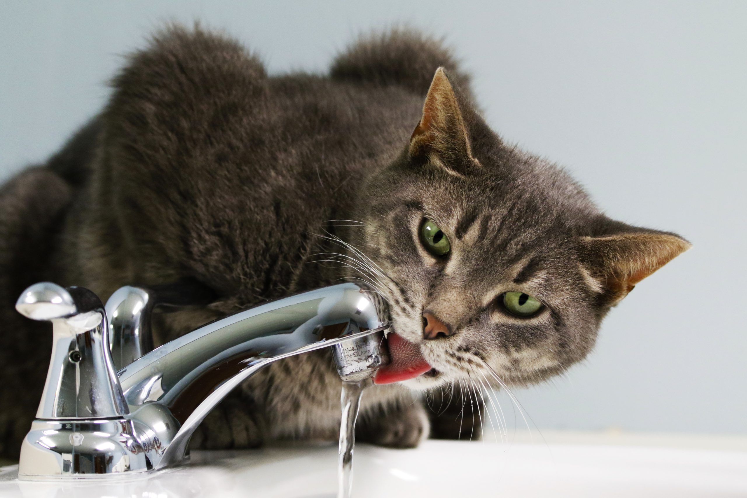 Bester Katzenbrunnen – worauf sollte man achten?