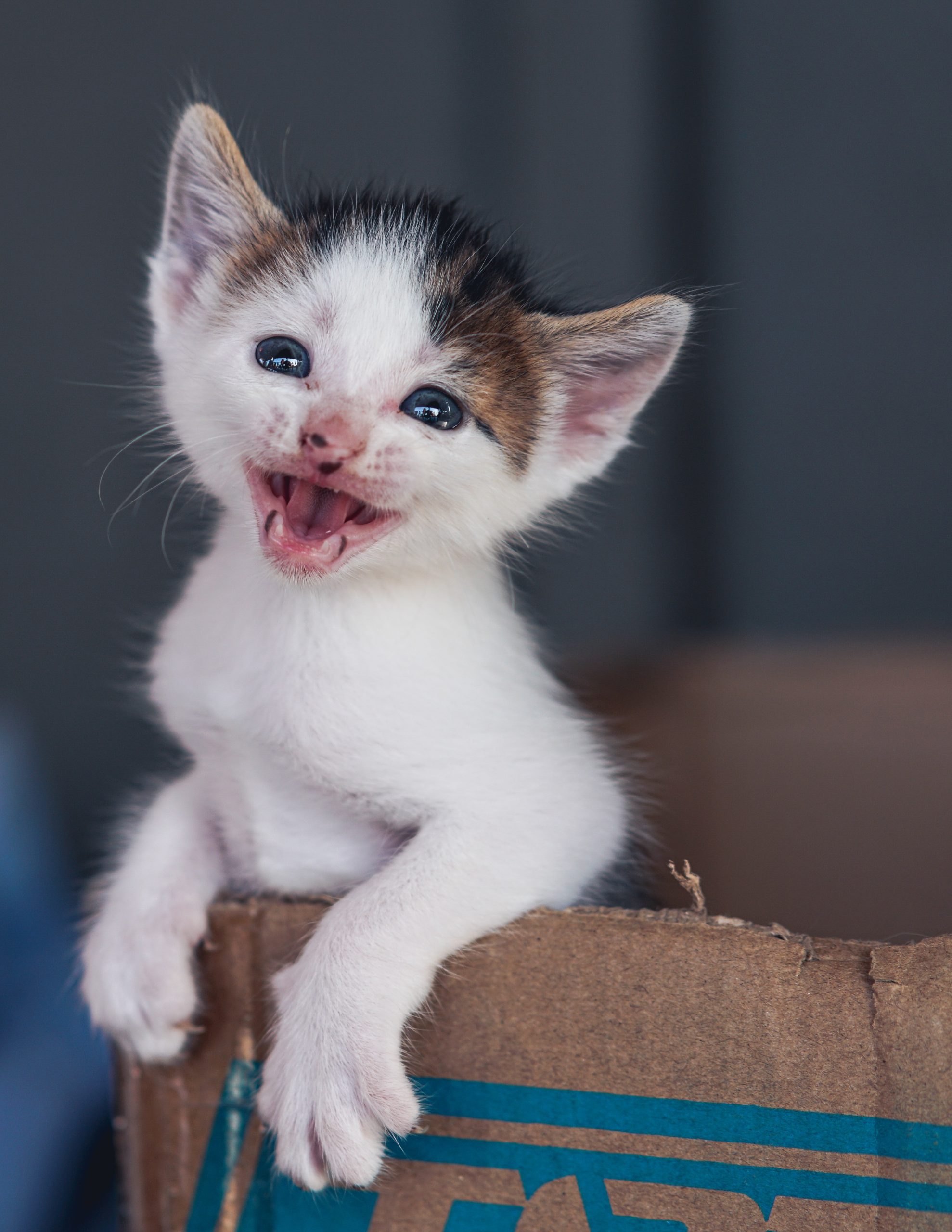 Katze miaut ständig – Ursachen und Lösungen