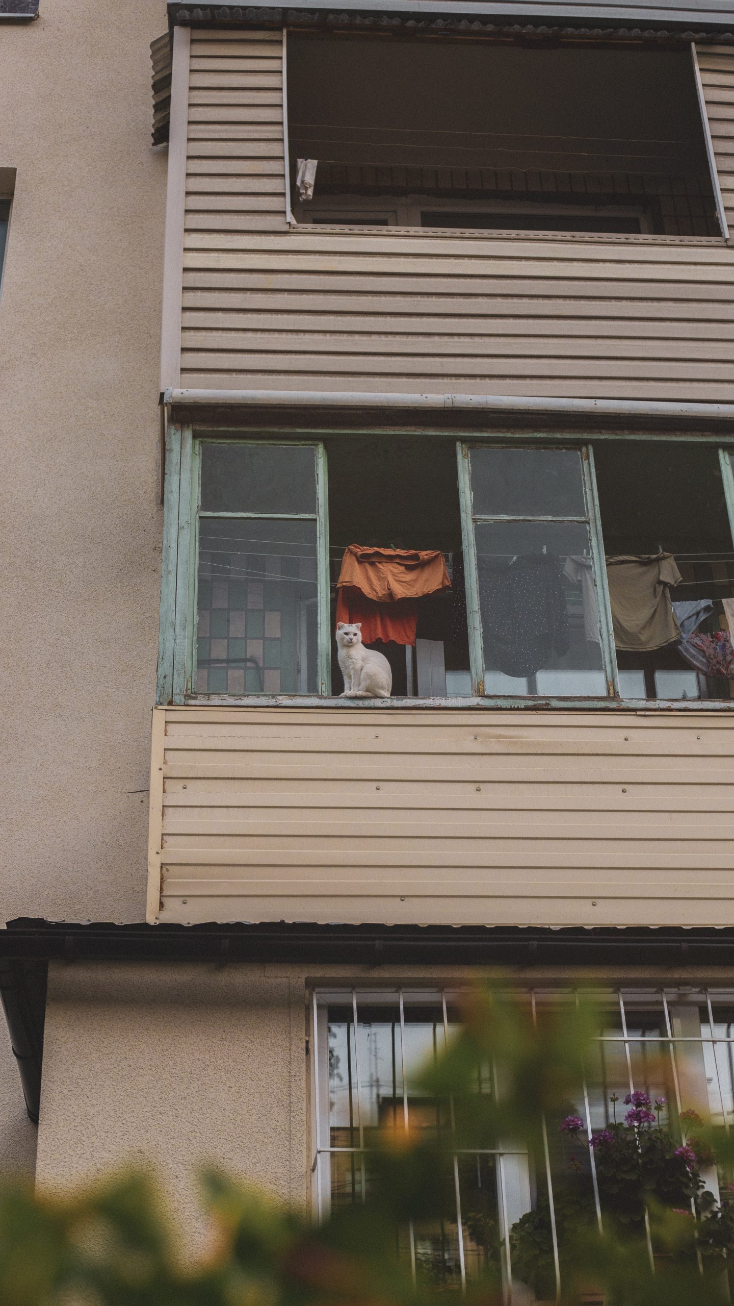 Balkon für Katzen sichern – Tipps für mehr Sicherheit